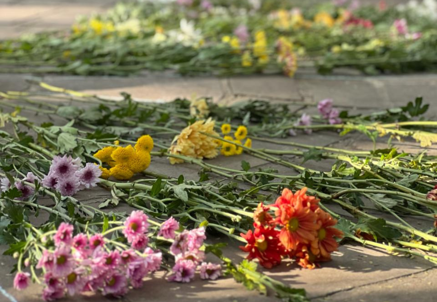 Mandala de Flores: um convite coletivo à paz e à compaixão